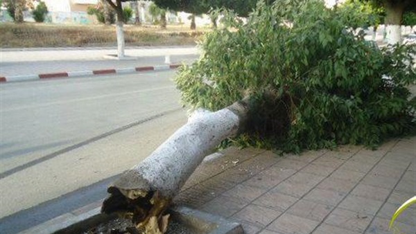   إصابة شخصان سقطت عليهما شجرة بمدينة بني سويف