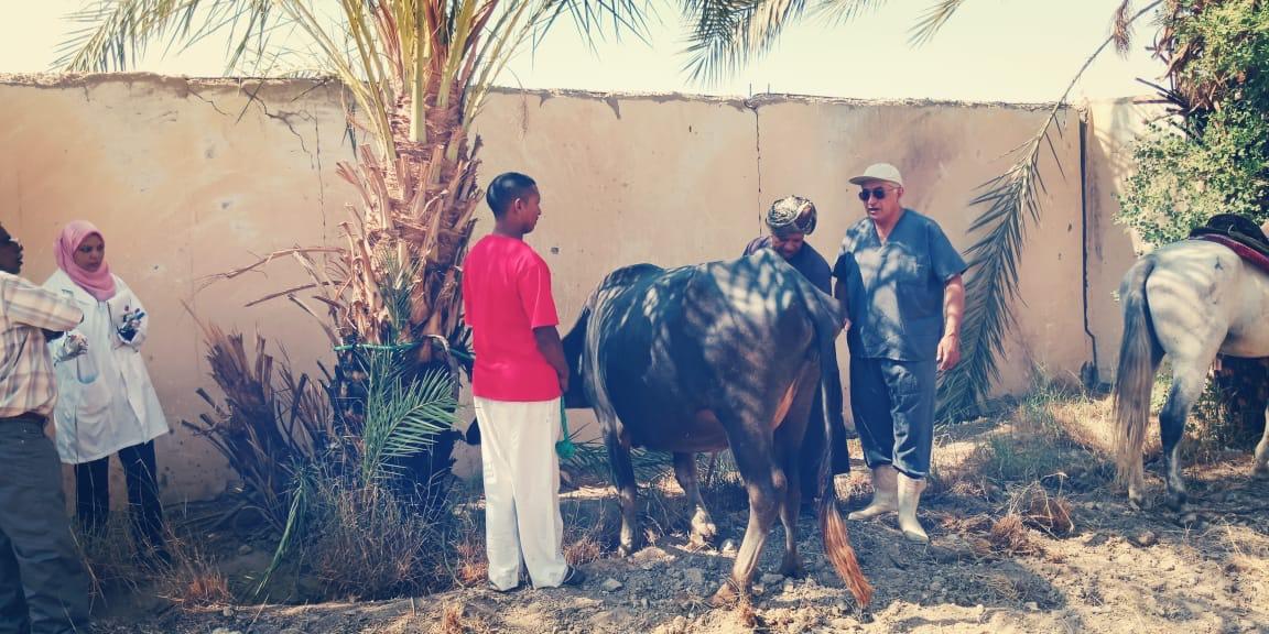   «الزراعة» تنفذ قافلة بيطرية تنموية مجانية في قرى قنا