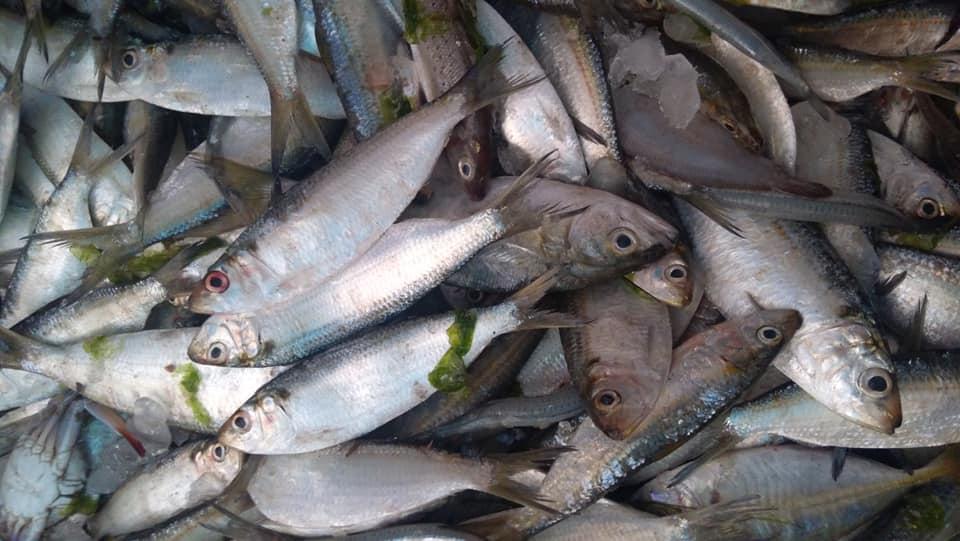  السردين البلدي والشبار الأخضر الكيلو ب40 جنيه في أسواق أسماك دمياط