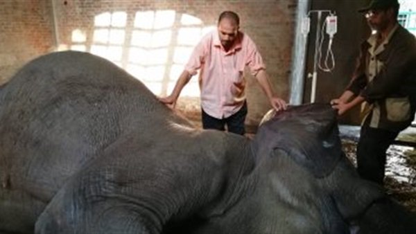   تفاصيل وفاة الفيلة «نعيمة» و حارسها بحديقة حيوان الجيزة (فيديو)