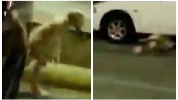   فيديو|| حقيقة المخلوق الغريب الذى ظهر في جراج سيارات بالمدينة المنورة .. ومغردون : «جن»