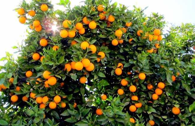   «الزراعة» تعلن فتح الأسواق النيوزلندية أمام البرتقال المصري
