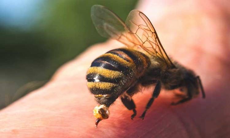   النحل يقتل مُسنا أثناء تشييعه جنازة ابنه