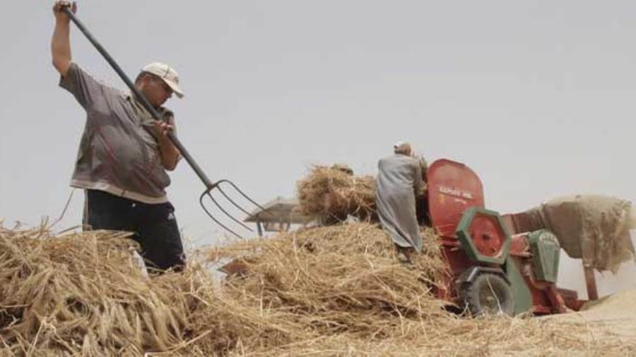   «متحدث الزراعة»: مصر في طريقها لتحقيق الاكتفاء الذاتي من القمح