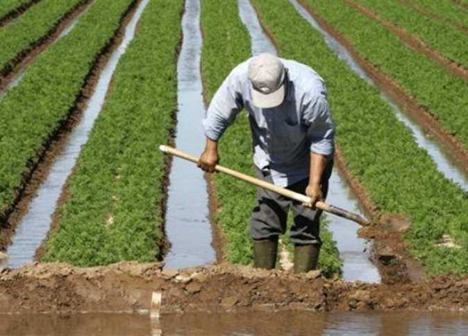   «الزراعة» توافق على تصدير 10 آلاف شتلة مانجو وبرتقال وجوافة وعنب وليمون للصومال