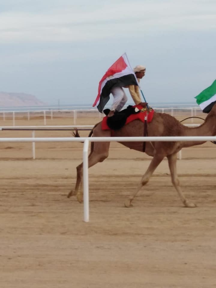 نادى هجن الوادي الجديد يفوز بالمركز الأول في سباق شرم الشيخ