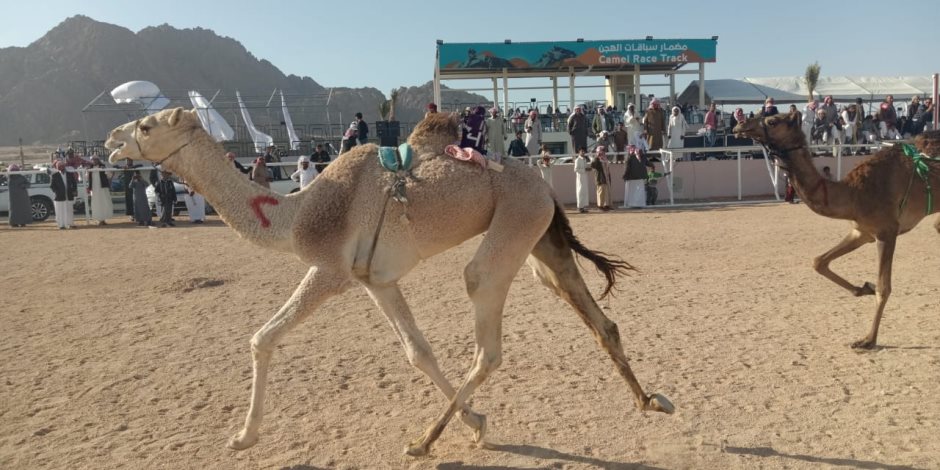   لليوم الثالث.. تواصل فعاليات مهرجان شرم الشيخ لسباق الهجن (صور)