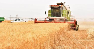  «الزراعة»: نستطيع تخزين 4 ملايين طن من القمح الموسم الحالي