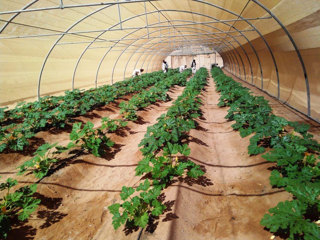   «الزراعة» تستعرض مشروعات التنمية في وادي حوضين بالبحر الأحمر