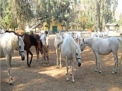   الحكومة تنفى نفوق أعداد كبيرة من الخيول العربية الأصيلة بمحطة الزهراء نتيجة الإهمال الطبي
