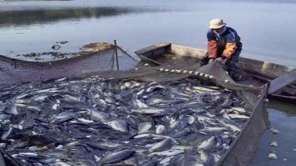   «الإحصاء»: 6.3٪ زيادة فى كمية الإنتاج السمكى عام 2018     