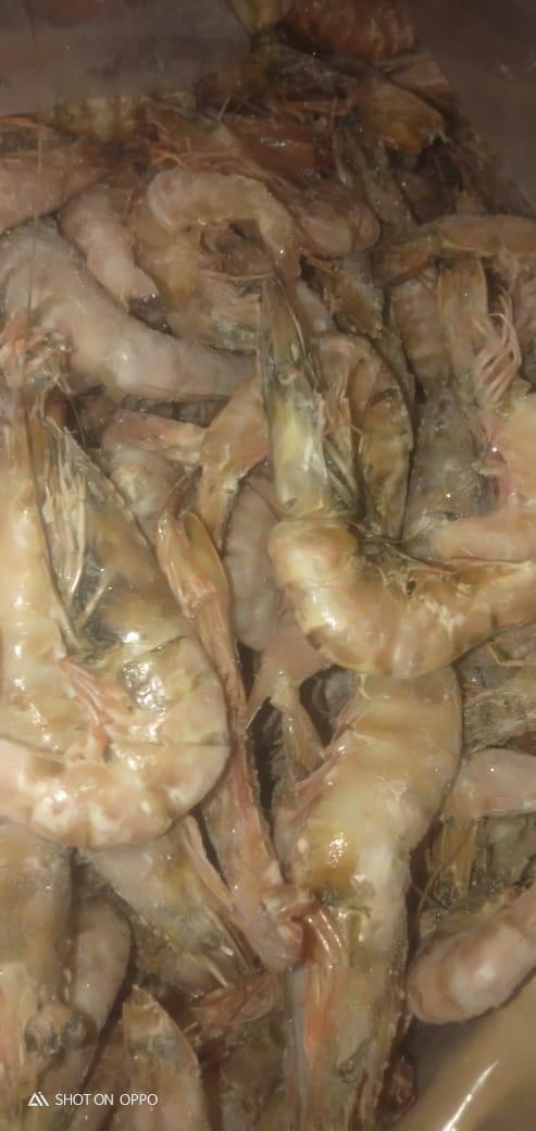   الزراعة : ضبط 5300 كيلو أسماك غير صالحة بمحافظة القاهرة وأكثر من 2 طن لحوم ودواجن وأسماك غير صالحة للاستهلاك الأدمي في 17 محافظة 