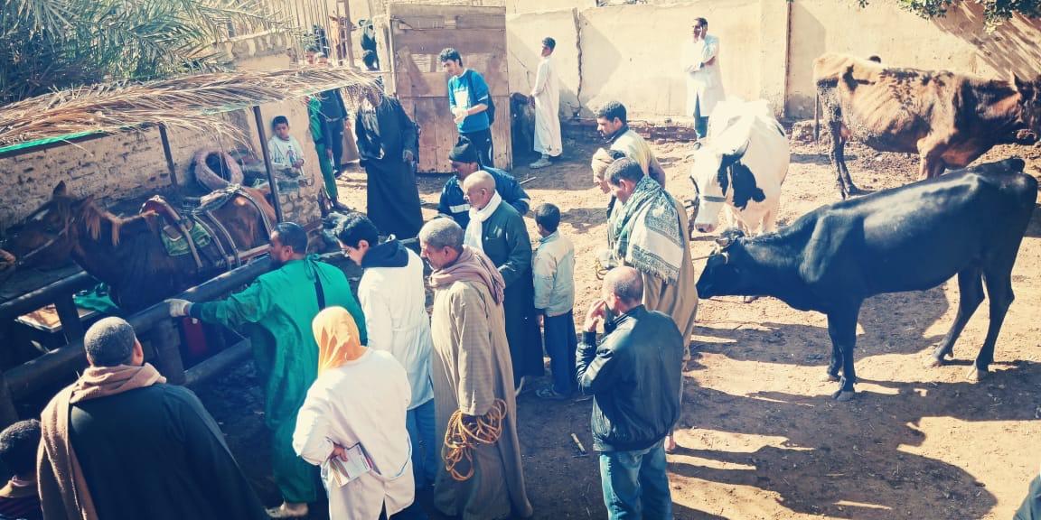   قوافل بيطرية في محافظة بني سويف