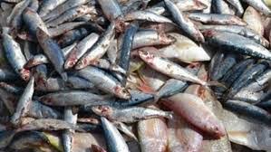   إعدام 50 طن أسماك و ملح غير صالحة للاستهلاك بالمنيا