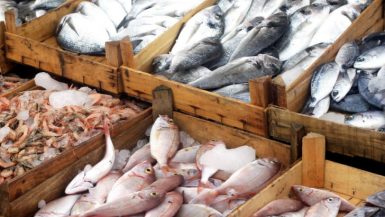   غرفة كفر الشيخ التجارية تطالب بإعفاء المركبات المُحملة بالأسماك من الحظر