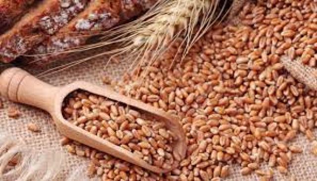   سيد خليفة: أول تجربة لزراعة القمح كانت فى سيناء عام 85