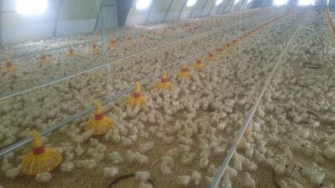   الزراعة: مصر تنتج سنويا 1,4 مليار دجاجة و 13 مليار بيضة 