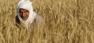  النائب فؤاد أباظة: الفلاح المصرى قادر على تحقيق الاكتفاء الذاتى من المحاصيل الاستراتيجية