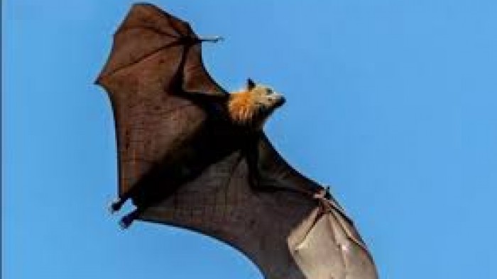   «الفلاحين»: أعداد الخفافيش التي ظهرت في شبين القناطر لا تدعو للقلق