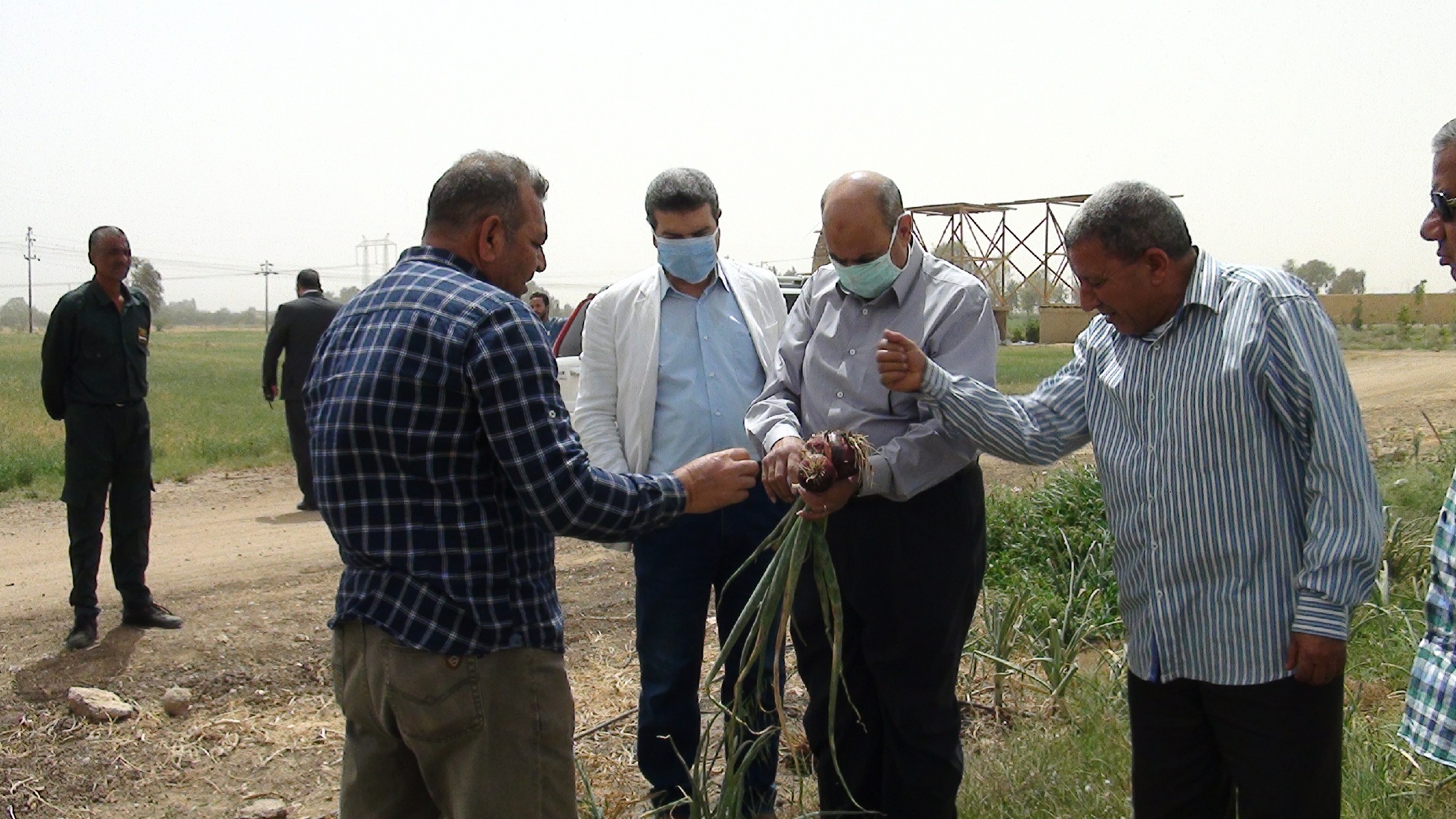  رئيس جامعة المنيا يتفقد حصاد محصولي القمح والفول بـ«شوشة»