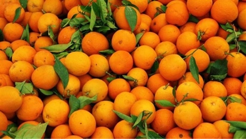   الزراعة: مصر الأولى عالميا في تصدير البرتقال 