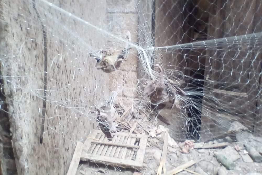   مديرية الزراعة بالمنيا تقضى على عشرات الخفافيش داخل منزل مهجور