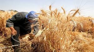   توريد 32 ألف طن من القمح للصوامع والشون بمراكز محافظة المنيا
