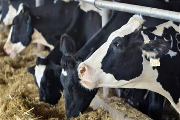   «الزراعة» تؤكد على توفير البروتين الحيواني للمواطنين