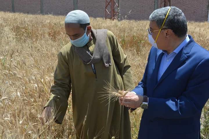   محافظ المنيا يتفقد أحد حقول القمح ويتابع توريد المحصول