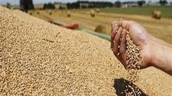   محافظ قنا: توريد 4717 طن من القمح للصوامع والشون بقنا
