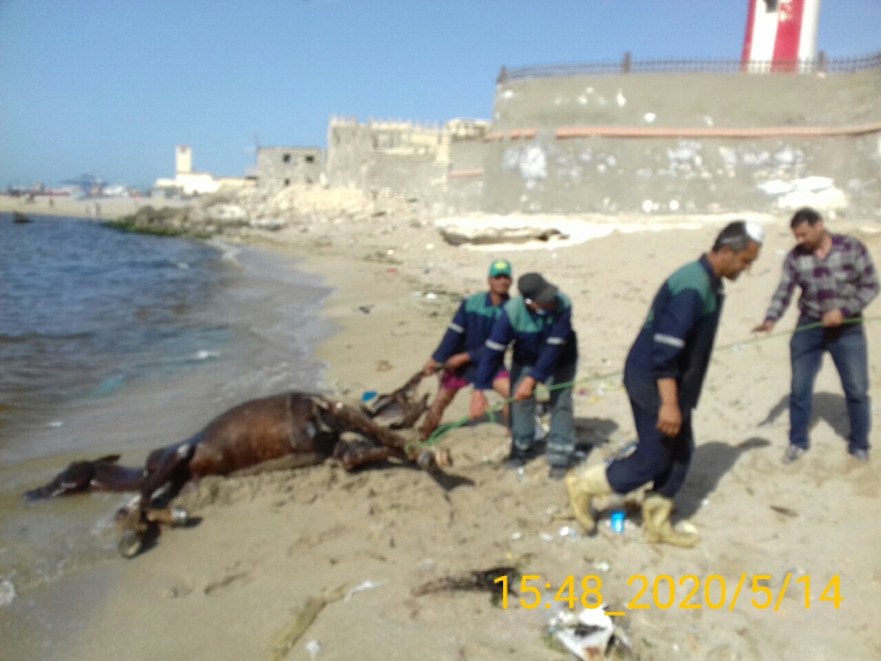   عمال نهضة مصر ترفع حصان نافق ضحية حمام ماء بشاطئ المكس