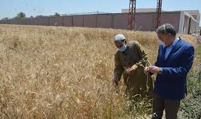 محافظ المنيا: توريد 109 ألف طن من القمح للصوامع