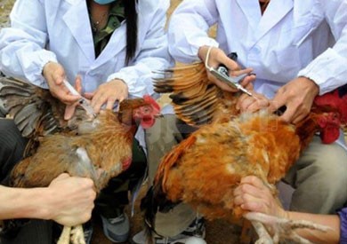   بيطري المنيا يحصن 64300 طائر ضد إنفلونزا الطيور