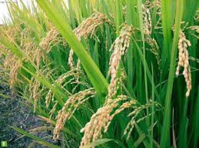   5 توصيات مهمة لمزارعي الأرز خلال شهر يوليو