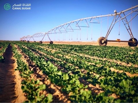   القناة للسكر تطلق المرحلة الأولى من خطة استصلاح 181 ألف فدان بغرب المنيا بالتعاون مع شركة الدياب لاستصلاح وزراعة الأراضي