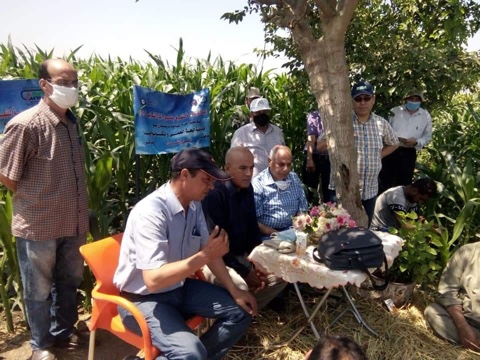   «البحوث الزراعية» تنفذ مدرسة حقلية إرشادية لمحصول الذرة الشامية بمحافظة كفر الشيخ