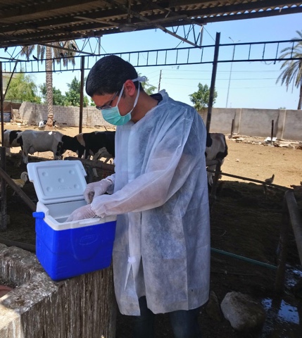   الزراعة: تحصين أكثر من 2 مليون رأس ماشية ضد مرض الحمي القلاعية 