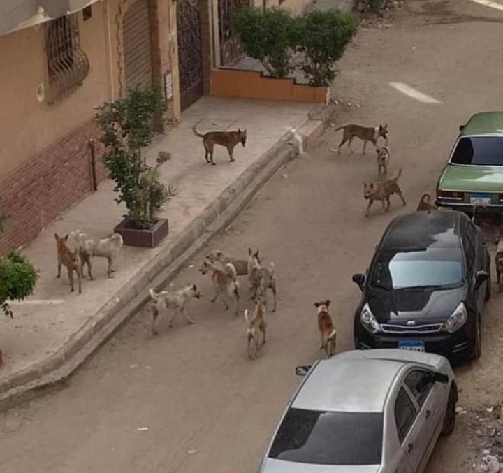  الكلاب الضالة تهدد سلامة المواطن في «أرض الجمعيات» بمحافظة الإسماعيلية