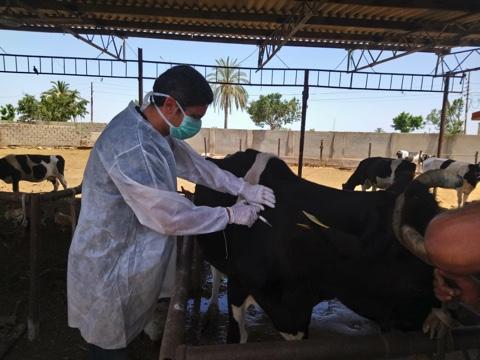   الزراعة: تحصين أكثر من 2 مليون رأس ماشية ضد مرض الحمي القلاعية