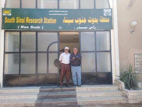    محطة رأس سدر لبحوث الصحراء تخدم المشروعات الزراعية والحيوانية لإهالي سيناء 