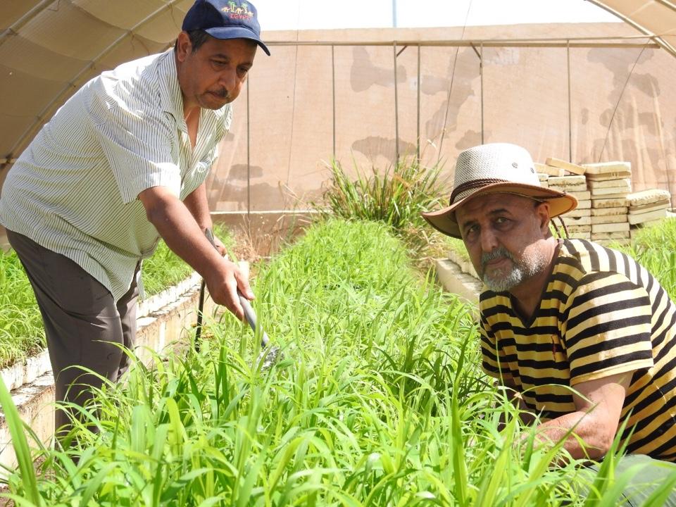   «الزراعة»: مركز بحوث الصحراء ينجح في  إنتاج شتلات البيانكم المتحمل للملوحة العالية بمركز التنمية المستدامة بمطروح