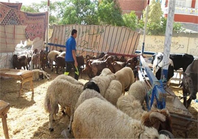   بعد الإقبال الشديد على مشروع صكوك الوزارة.. «الأوقاف»: 5000 رأس ماشية للأضاحي