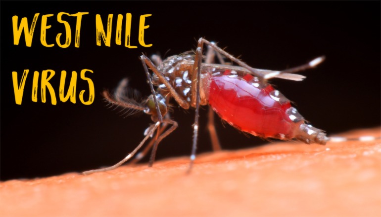   فيروس «غرب النيل».. تهديد جديد يصيب 19 شخصا فى أمريكا ويتشابه فى أعراضه بشدة مع «كورونا»
