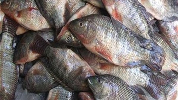   مجلس الوزراء : لا صحة لانتشار الأسماك الفاسدة بالأسواق
