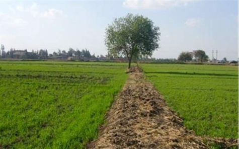   «الريف المصرى» تسحب 250 فدان من شركة مخالفة ضمن مشروع الـ 1.5 مليون فدان بالفرافرة