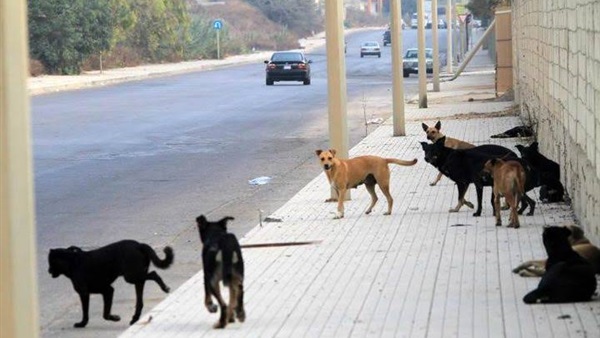   في حالة حرجة... طفلة تتعرض لهجوم من الكلاب الضالة بمدينة الإسماعيلية