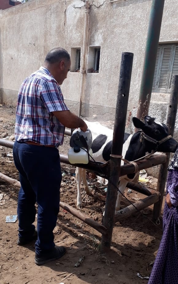   تحصين 53 ألف رأس ماشية من الحمى القلاعية والوادى المتصدع بكفر الشيخ