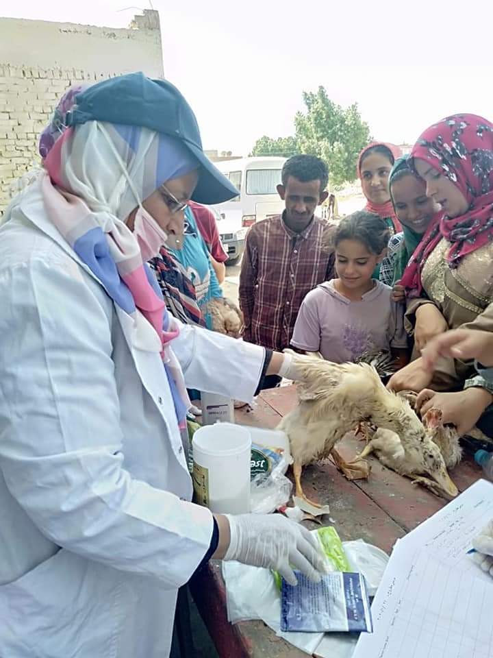  بيطري الإسماعيلية: تنفيذ قافلة طبية مجانية لخدمة صغار المربين في أبوصوير 