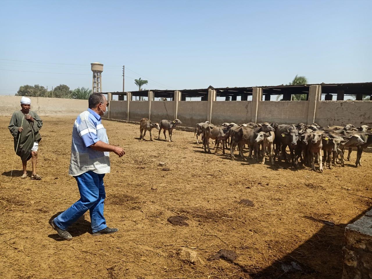   محافظ أسيوط : متابعة مستمرة لخطة تطوير مزارع الثروة الحيوانية وجولة تفقدية للسكرتير المساعد بمزرعة بنى سند 