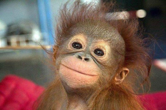   «ناس تانية»: لماذا لم تتطور كل القردة العليا إلى إنسان؟